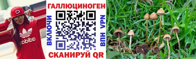 Псилоцибиновые грибы Psilocybe Волосово